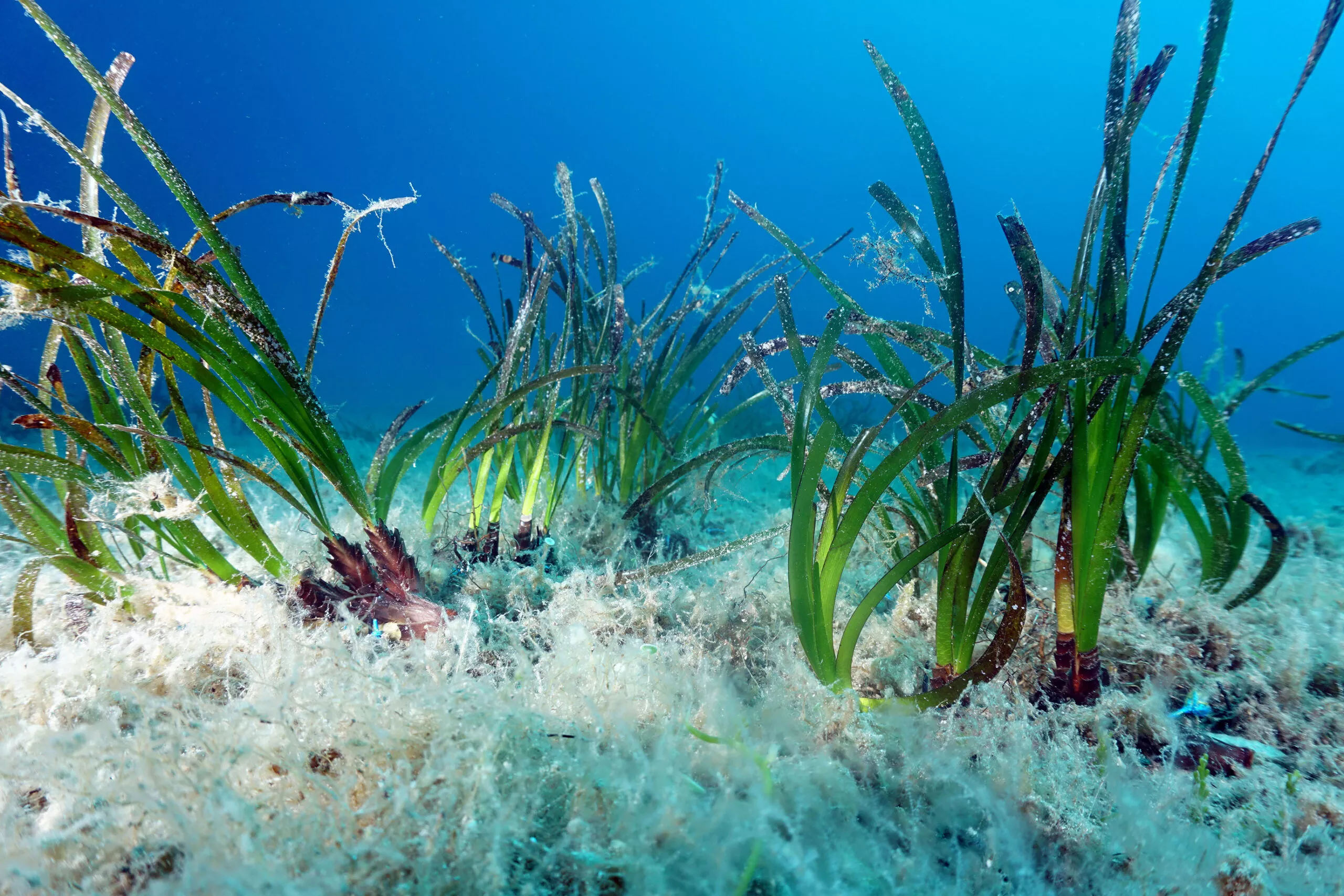 bouturesinsituterrados